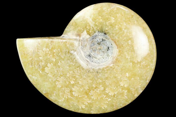 Polished, Agatized Ammonite (Cleoniceras) - Madagascar #119101